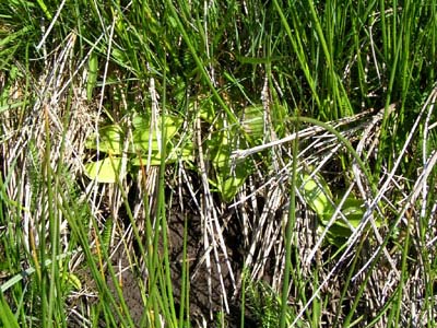 Pinguicula grandifolia Pays Basque quatre