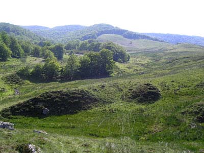 tourbiére, lisière de forêt d'Iraty
