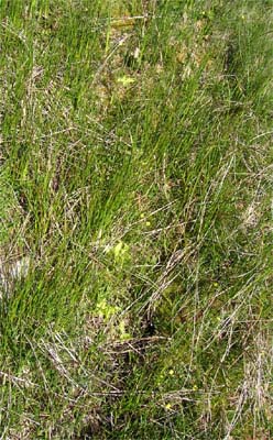 biotope pinguicula Pays Basque deux