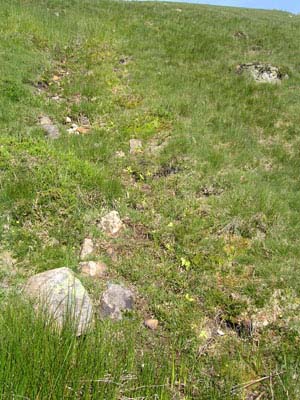 biotope pinguicula Pays Basque trois
