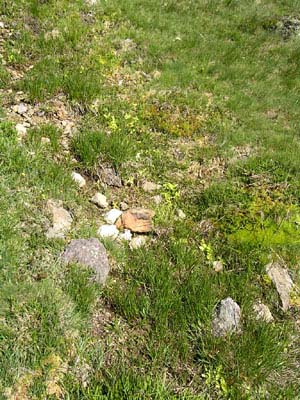 biotope pinguicula Pays Basque quatre