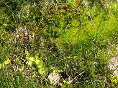 biotope pinguicula Pays Basque cinq