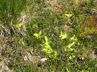 Pinguicula grandiflora Pays Basque Iraty un