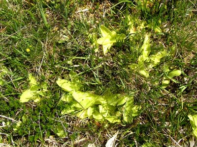 Pinguicula grandiflora Pays Basque Iraty deux