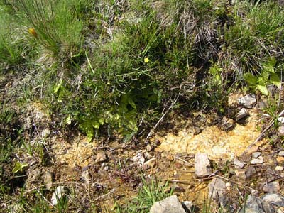 Pinguicula grandiflora Pays Basque Iraty trois