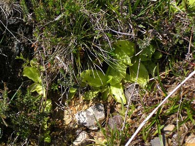 Pinguicula grandiflora Pays Basque Iraty quatre