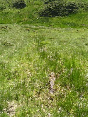 biotope plantes carnivores Pays Basque un