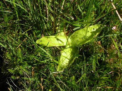 Pinguicula grandifolia Pays Basque trois