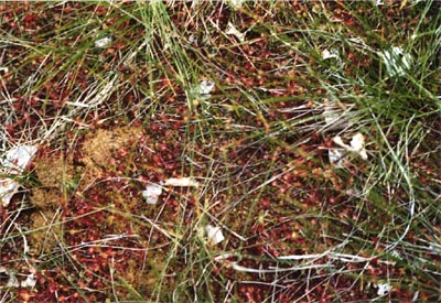 Drosera rotundifolia Tourbière de la Maxe quatre