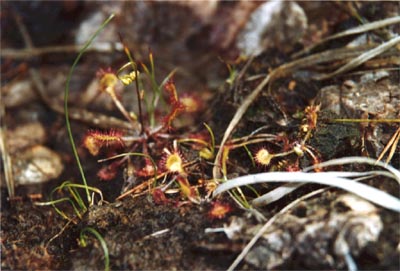 Drosera rotundifolia Tourbière de la Maxe cinq