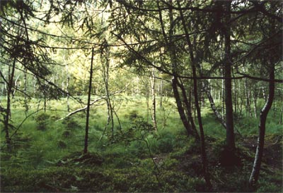 Tourbière de la Maxe un