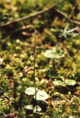 Listera cordata Tourbière de la Maxe trois