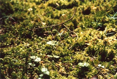 Listera cordata Tourbière de la Maxe deux