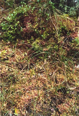 Drosera rotundifolia tourbière Salm un