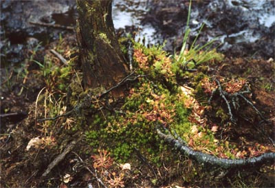 Drosera rotundifolia tourbière Salm deux