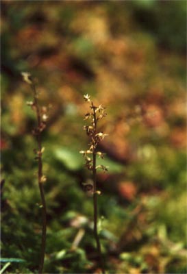 Listera cordata Tourbière de la Maxe un