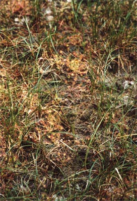 Drosera rotundifolia tourbière Salm trois