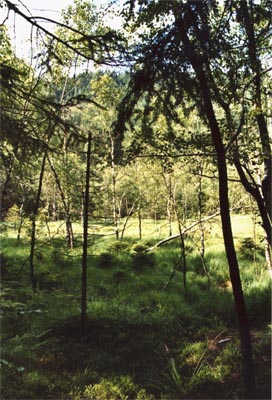 Tourbière de la Maxe deux