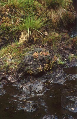 Drosera rotundifolia tourbière Salm cinq