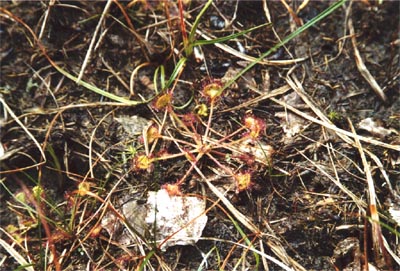 Drosera rotundifolia tourbière Salm six