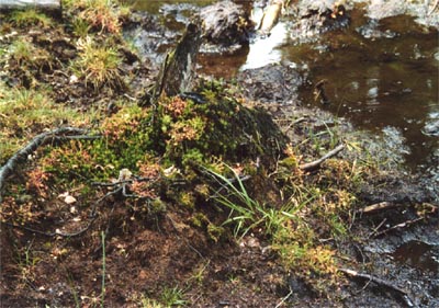 Drosera rotundifolia tourbière Salm sept