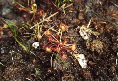 Drosera rotundifolia tourbière Salm huit