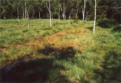 Tourbière de la Maxe extraction tourbe un