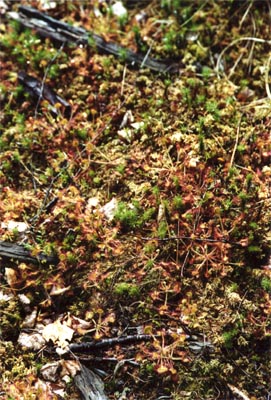 Drosera rotundifolia tourbière Salm dix