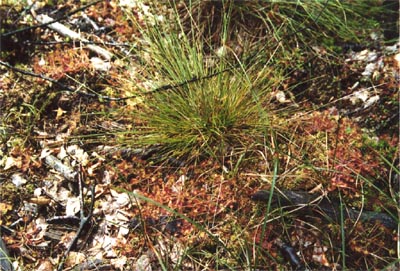 Drosera rotundifolia tourbière Salm onze