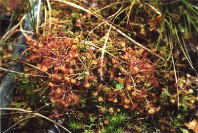 Drosera rotundifolia tourbière Salm douze