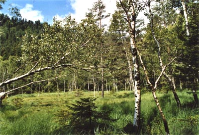 Tourbière de la Maxe trois