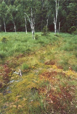 Tourbière de la Maxe extraction tourbe deux