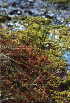 Drosera rotundifolia Tourbière de la Maxe un