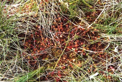 Drosera rotundifolia Tourbière de la Maxe deux