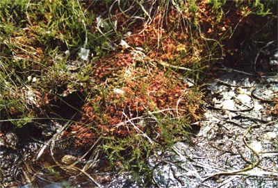 Drosera rotundifolia Tourbière de la Maxe trois