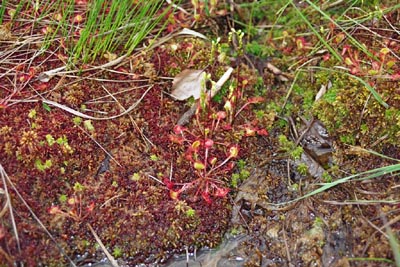 Drosera rotundifolia Tourbière de la Maxe six