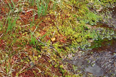 Sphagnum Tourbière de la Maxe un