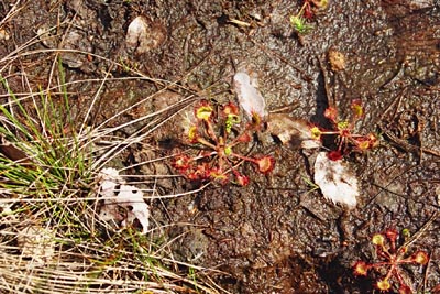 Drosera rotundifolia Tourbière de la Maxe sept