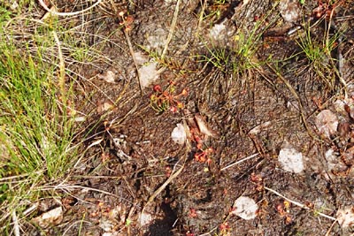 Drosera rotundifolia Tourbière de la Maxe huit