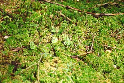 Listera cordata Tourbière de la Maxe quatre