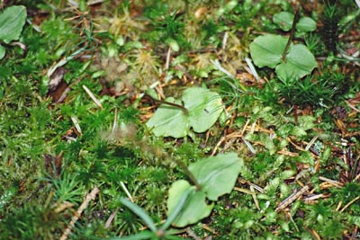 Listera cordata Tourbière de la Maxe cinq