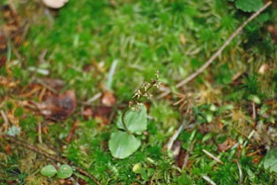 Listera cordata Tourbière de la Maxe six