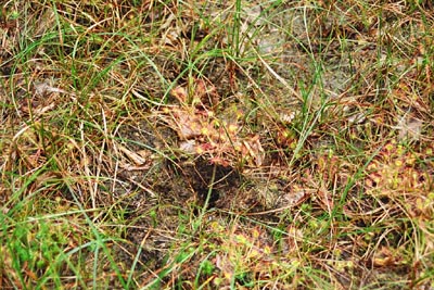 Drosera rotundifolia tourbière Salm treize