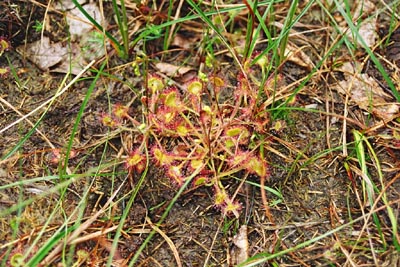 Drosera rotundifolia tourbière Salm quatorze