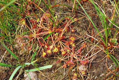 Drosera rotundifolia tourbière Salm quinze