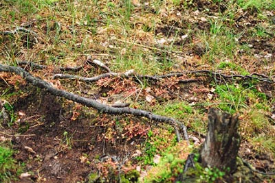 Drosera rotundifolia tourbière Salm dix-sept