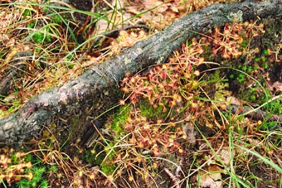 Drosera rotundifolia tourbière Salm dix-neuf