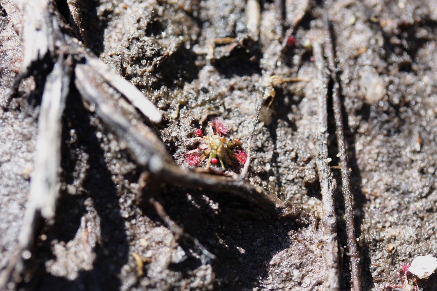 drosera pygmaea grande un