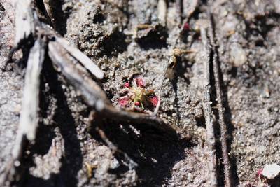 drosera pygmaea un