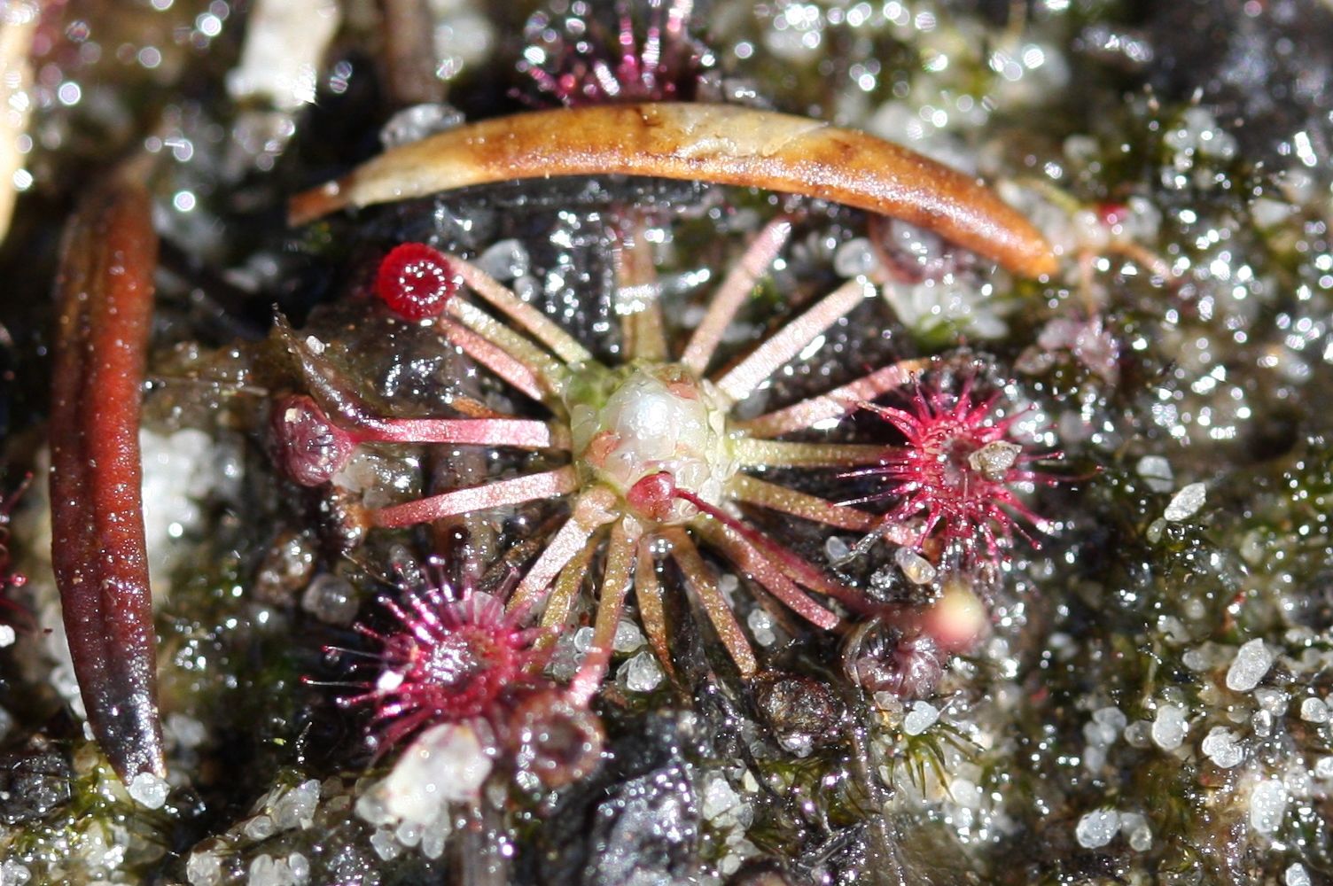 drosera pygmaea grande onze